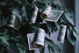 money tree